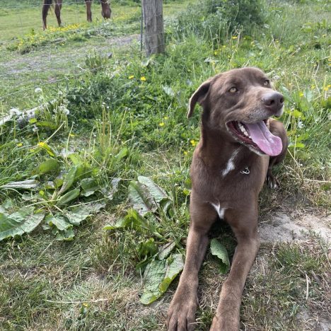Ce que les enfants apprennent vraiment au contact des chèvres, poules et chevaux